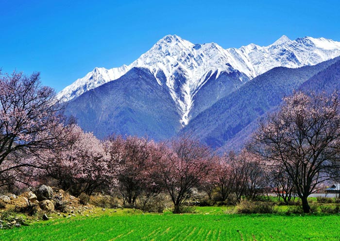Bome Peach Blossom Valley Bome Peach Blossom Valley