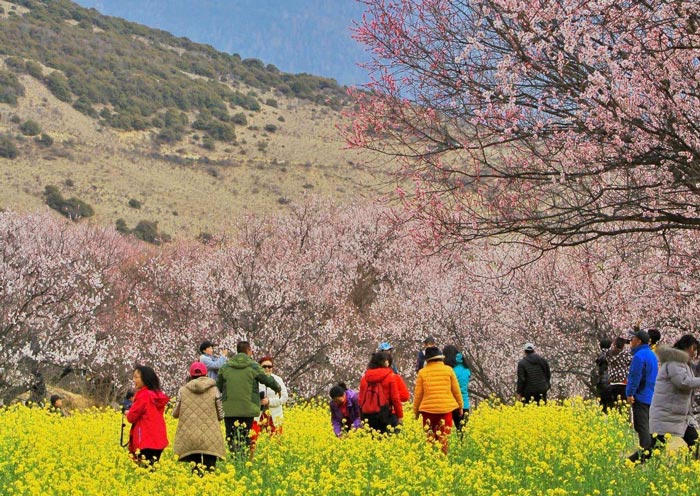 Gala Peach Blossom Village Gala Peach Blossom Village