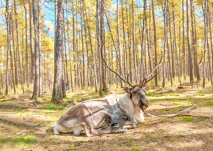 Oruguya Evenki Ethnic Tribe