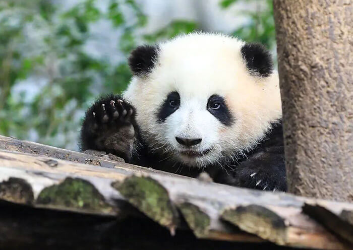 Panda Hua Hua, Internet Celebrity