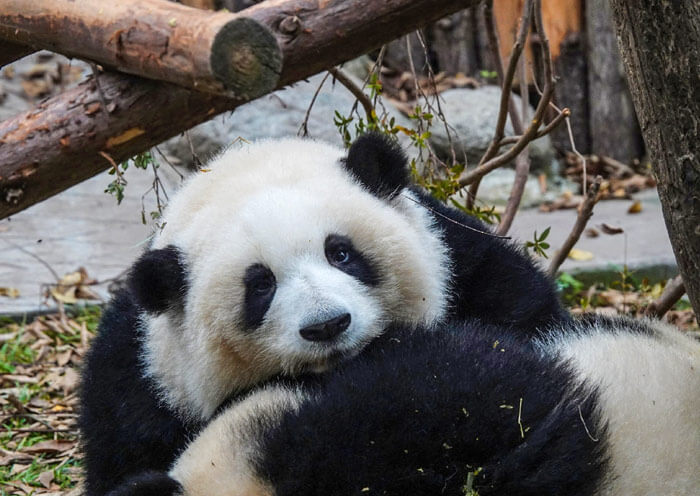 Panda Hua Hua, Internet Celebrity Panda Hua Hua, Internet Celebrity