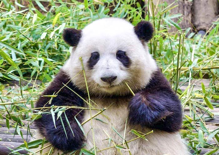 Panda Hua Hua, Internet Celebrity