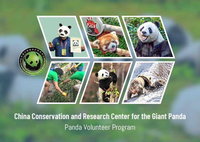 Panda Volunteer Programs Panda Volunteer Programs