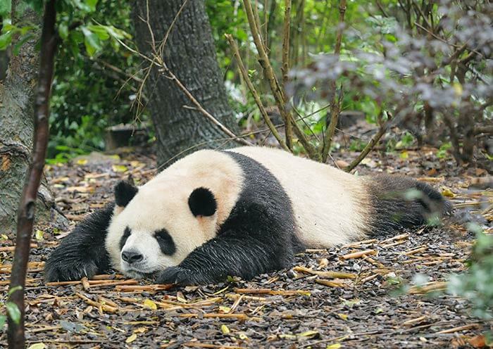 The Universiade Mascot Rongbao is Based on Panda Zhima The Universiade Mascot Rongbao is Based on Panda Zhima