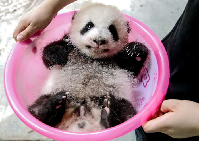 The Universiade Mascot Rongbao is Based on Panda Zhima The Universiade Mascot Rongbao is Based on Panda Zhima