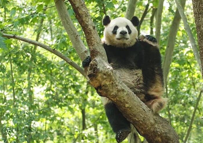 Panda Zhima, the Universiade Mascot Rongbao