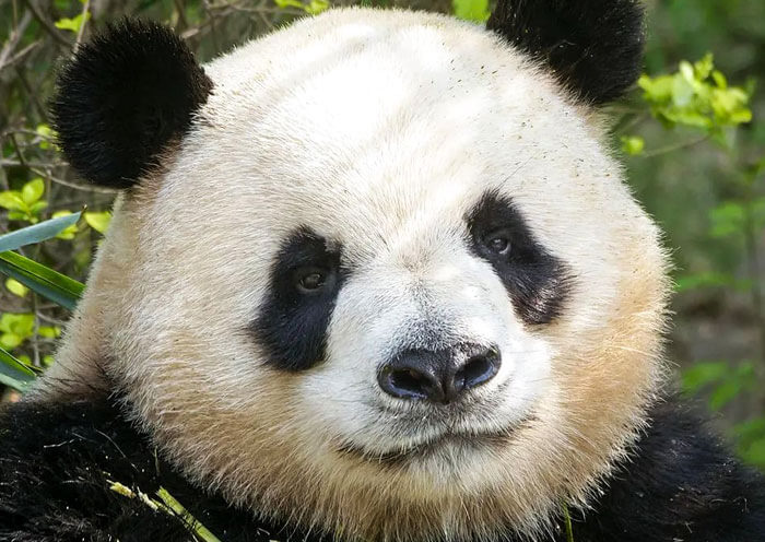Giant Panda in Chengdu