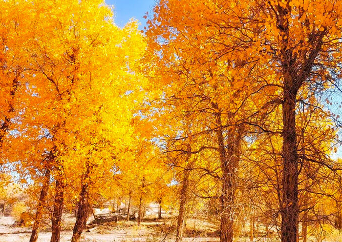 Polar Forest