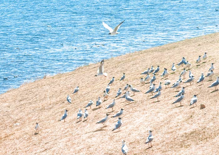 Chaka Salt Lake Birds