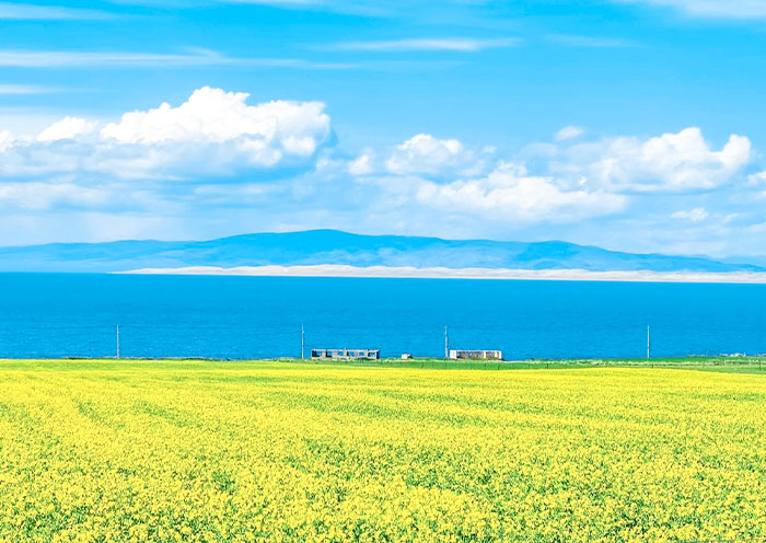 Blooming rapeseed flowers around Qinghai Lake