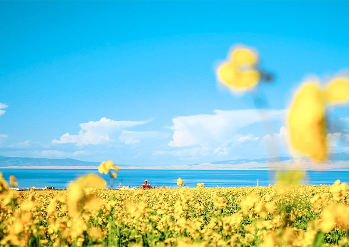 Qinghai Lake Blooming Season (August)