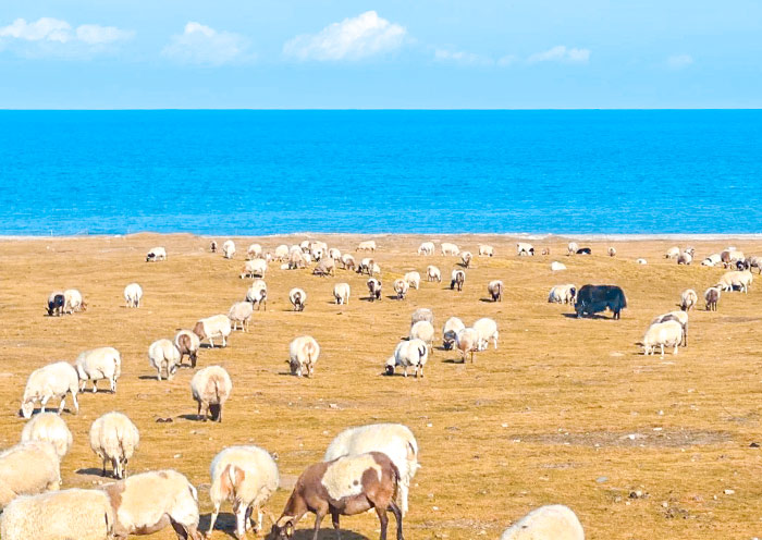 Flocks and herds at Qinghai Lake