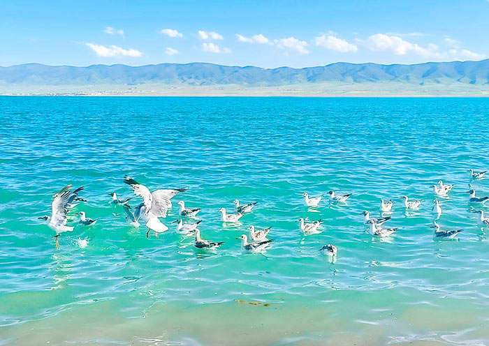 Qinghai Lake Birds