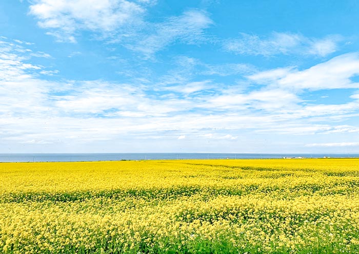 Qinghai Lake Rapeseed Flowers Qinghai Lake Rapeseed Flowers