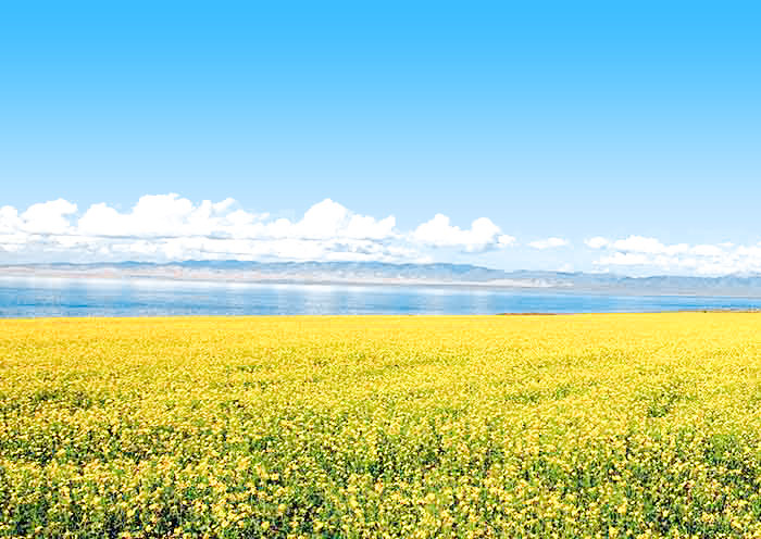Qinghai Lake Vibrant Yellow Fields Qinghai Lake Vibrant Yellow Fields