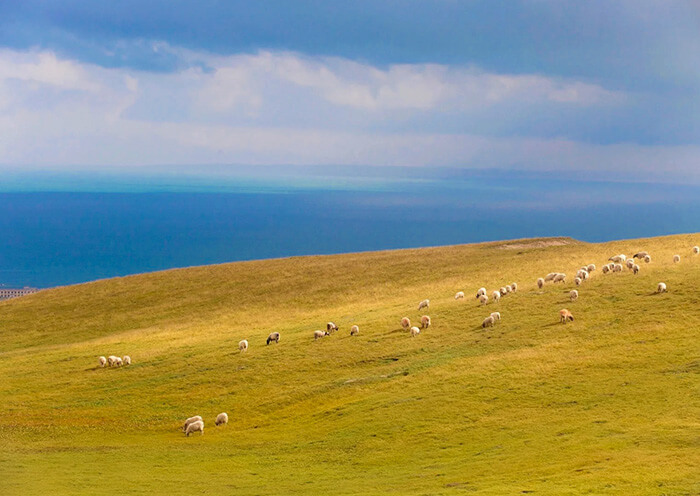 Qinghai Lake Autumn