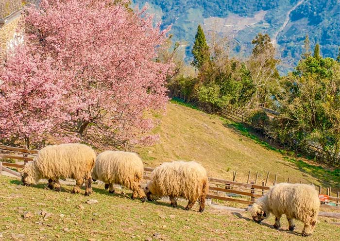 See Blooming Cherry Blossoms in Cingjing Farm