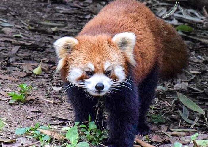 Red Panda, Panda Companion Animal Red Panda, Panda Companion Animal