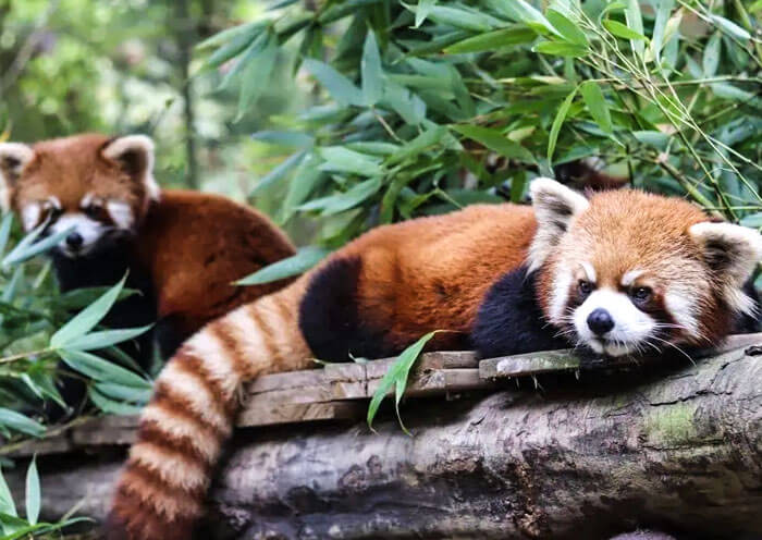 1 Day Dujiangyan Panda Volunteer Tour with a Visit to Kung Fu Panda Village