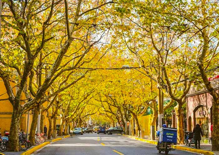 Shanghai in Autumn