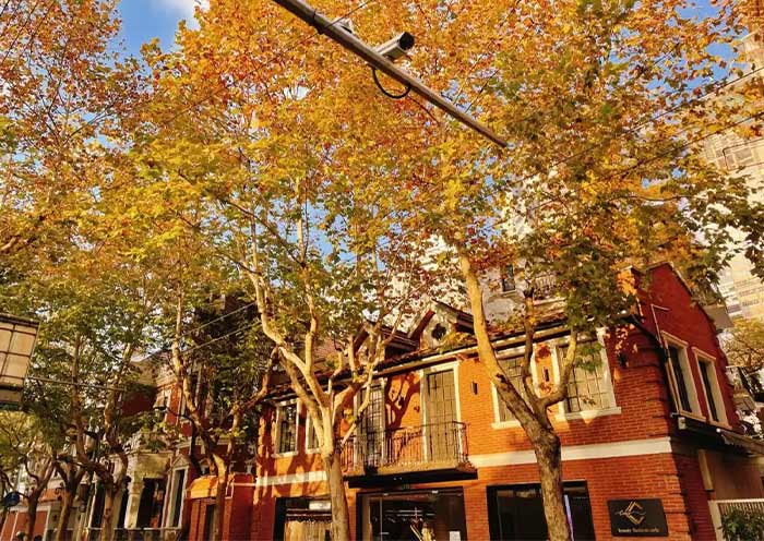 Shanghai in Autumn