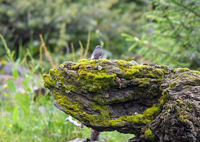 Pudacuo National Park, Shangri-La