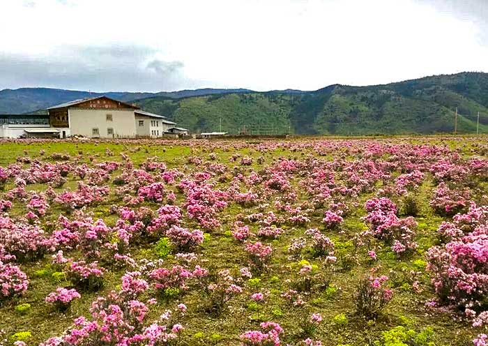Pudacuo National Park, Shangri-La