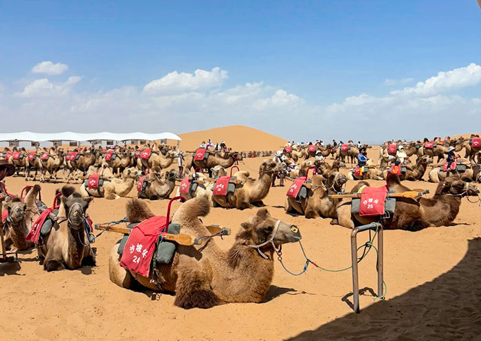 Shapotou Scenic Area, Zhongwei