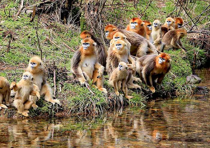 Shennongjia Jinhouling