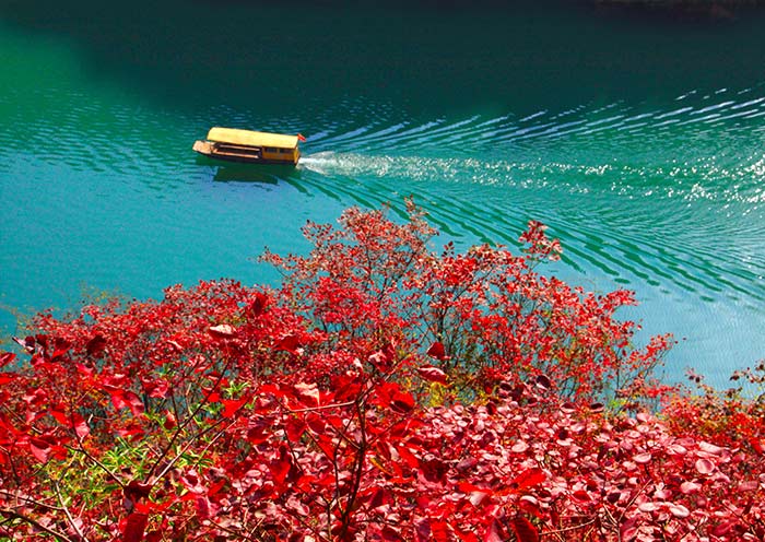 Red Leaves in Shennv Stream