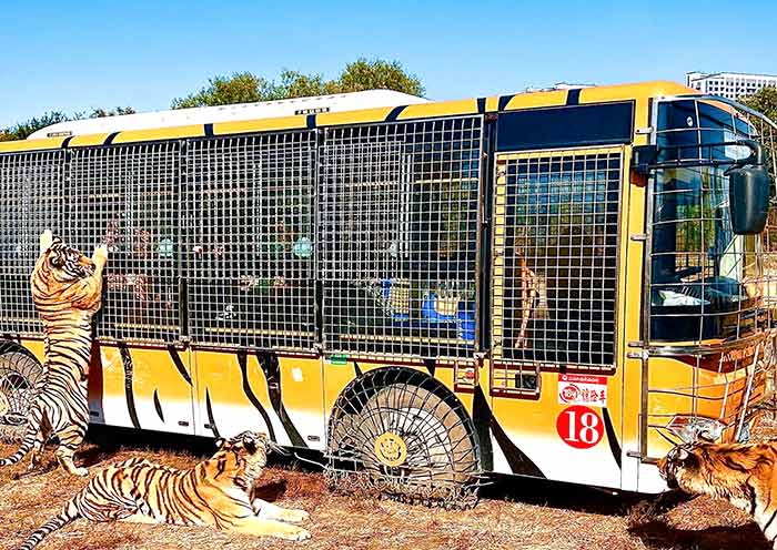 Siberian Tiger Park, Harbin