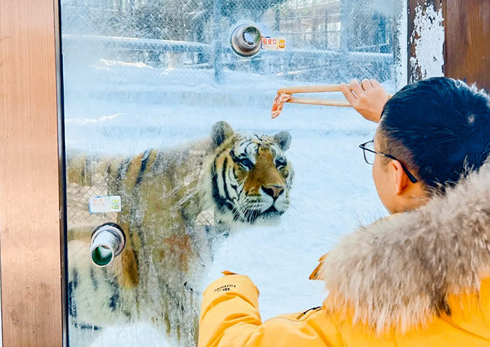 Siberian Tiger Park, Harbin