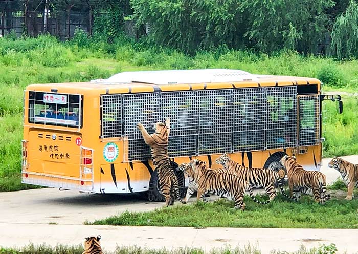 Siberian Tiger Park, Harbin