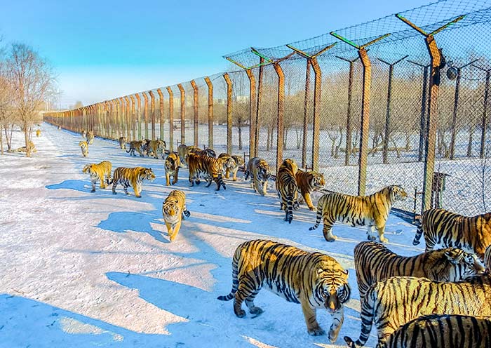 Siberian Tiger Park, Harbin Siberian Tiger Park, Harbin