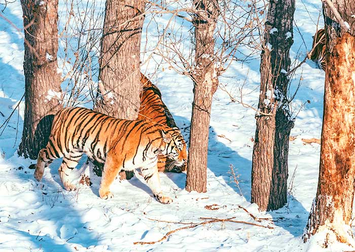 Siberian Tiger Park, Harbin Siberian Tiger Park, Harbin