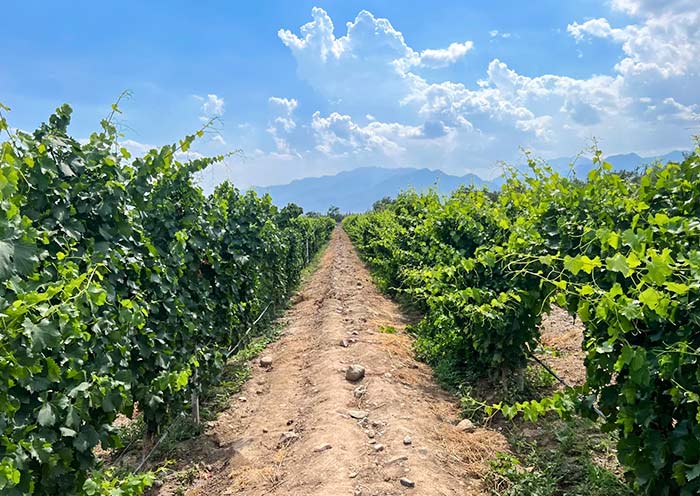 Silver Heights Winery, Yinchuan