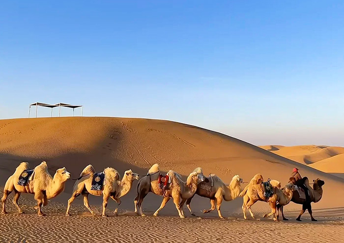 Camels at Sounding Sand Bay, Kubuqi Desert