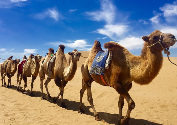 Camel Riding at Sounding Sand Bay, Kubuqi Desert