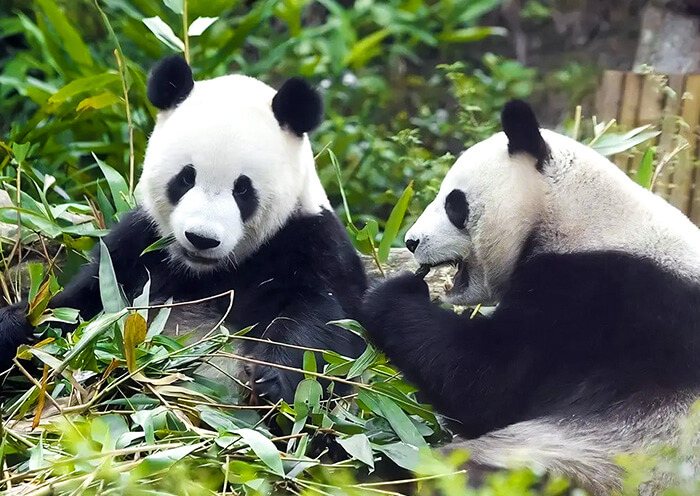 Taipei Zoo