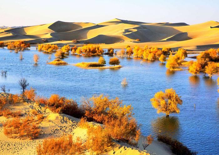Tarim Huyanglin Park beside Desert Highway
