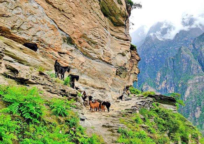 Tiger Leaping Gorge Hike over the cliffs