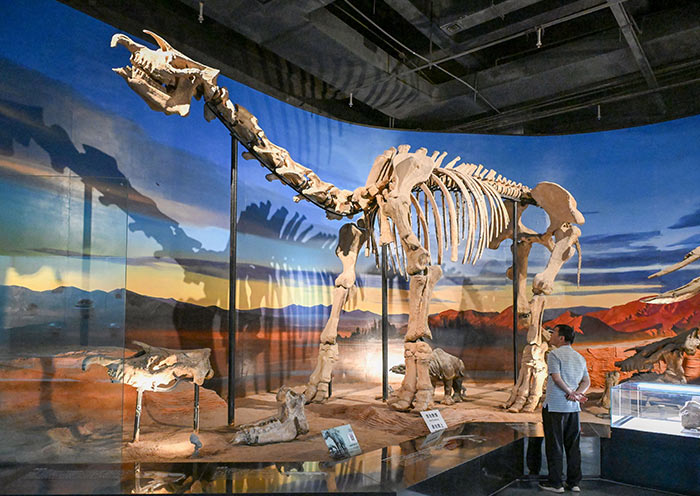 Giant Rhinoceros Fossil in Turpan Museum
