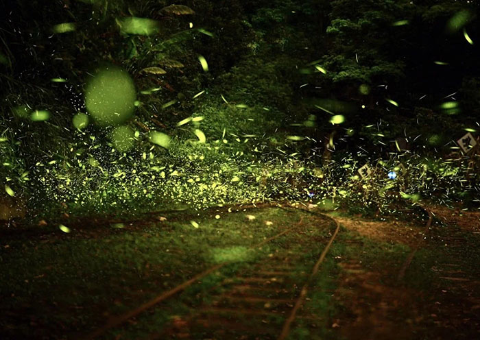 Taiwan Firefly