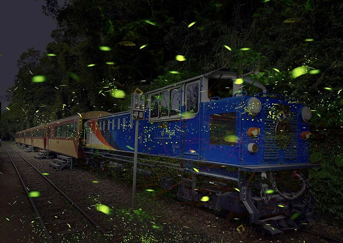 Taiwan Firefly