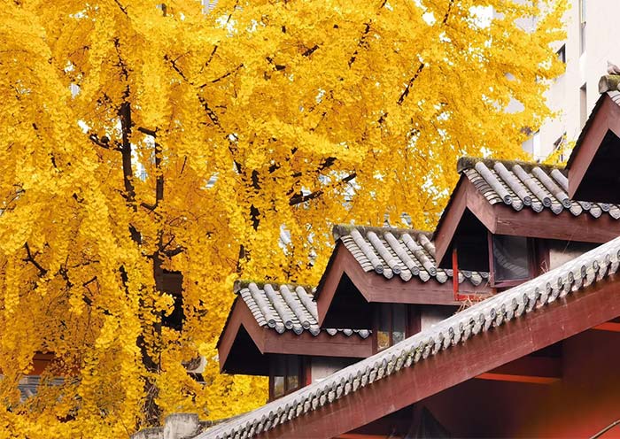 Chengdu Wenshu Monastery