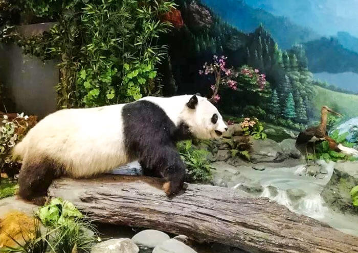 Wolong Giant Panda Museum
