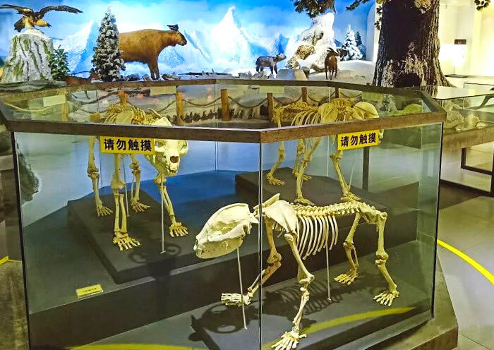 2 Day Wolong Panda Volunteer Tour - From Chengdu City to Wild Panda Habitat