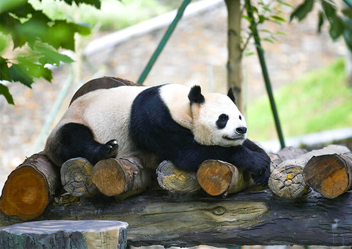 Wolong Panda