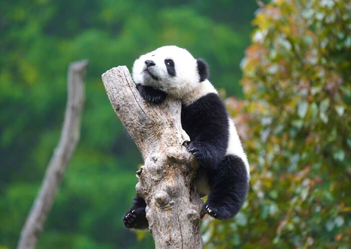 Wolong Panda