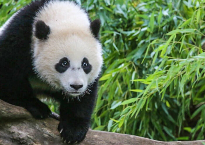 China Nature Tour to Panda Habitat